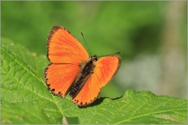<p>OHNIVÁČEK CELÍKOVÝ (Lycaena virgaureae) Šluknovsko - Knížecí ---- /Scarce copper - Dukatenfalter/</p>
